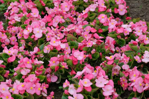 Les meilleures astuces pour sélectionner votre oreiller parfait selon votre sommeil