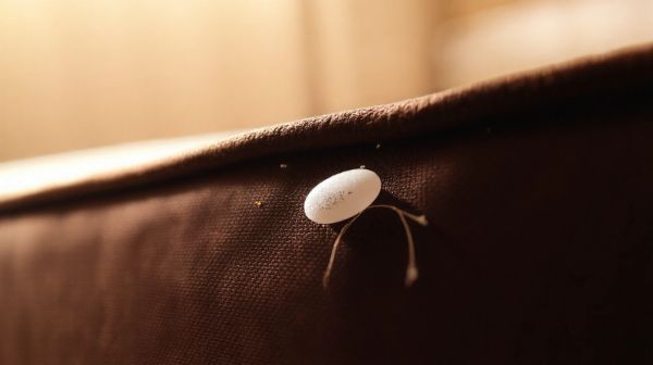 5 astuces infaillibles pour dénicher les nids de punaises de lit